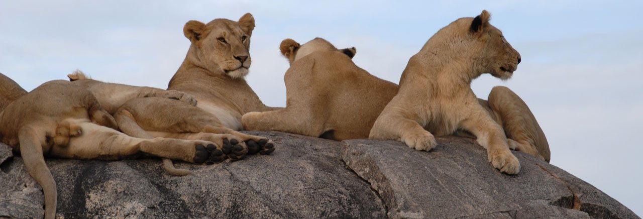 Lioness