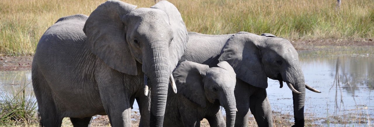 Elephants